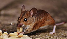 24 Hour & Emergency Exterminators in Chapin, IA